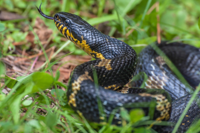 Амурский полоз (Elaphe schrenckii)